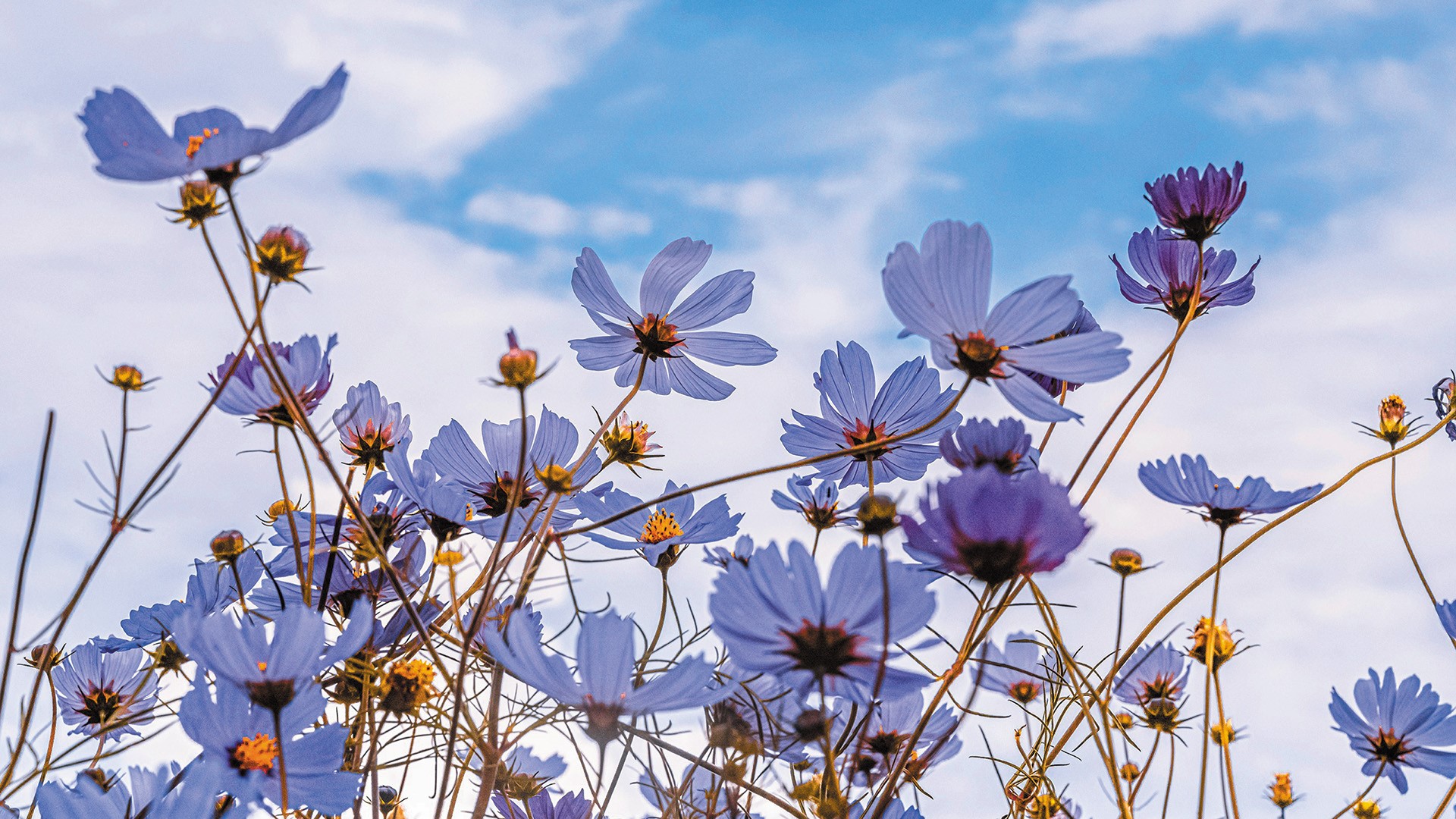 中欧产煤区能源转型国际对比研究——聚焦公正转型指数、就业及经济多元化