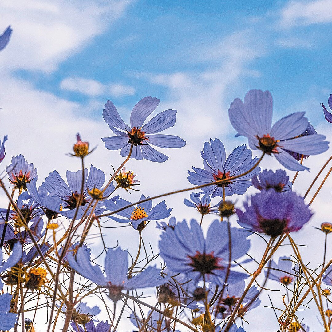 中欧产煤区能源转型国际对比研究——聚焦公正转型指数、就业及经济多元化